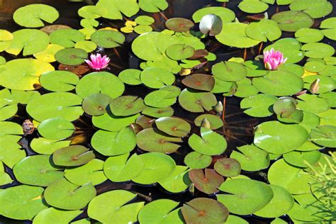 Lilly pad - Lily pads, also known as Seeblätter, are a charge in Northern European heraldry, often coloured red , and appear on the flag of Friesland and the coat of arms of Denmark (in the latter case often replaced by red hearts). See more